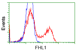 SLIM / FHL1 Antibody - HEK293T cells transfected with either overexpress plasmid (Red) or empty vector control plasmid (Blue) were immunostained by anti-FHL1 antibody, and then analyzed by flow cytometry.