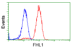 SLIM / FHL1 Antibody - Flow cytometry of Jurkat cells, using anti-FHL1 antibody, (Red), compared to a nonspecific negative control antibody, (Blue).