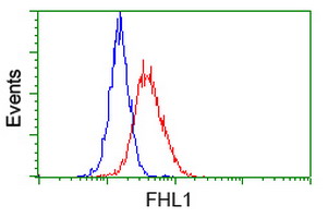 SLIM / FHL1 Antibody - Flow cytometric Analysis of Hela cells, using anti-FHL1 antibody, (Red), compared to a nonspecific negative control antibody, (Blue).