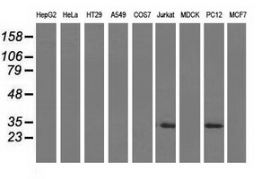 SLIM / FHL1 Antibody - Western blot analysis of extracts (35ug) from 9 different cell lines by using anti-FHL1 monoclonal antibody.