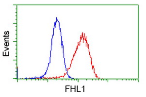 SLIM / FHL1 Antibody - Flow cytometric Analysis of Jurkat cells, using anti-FHL1 antibody, (Red), compared to a nonspecific negative control antibody, (Blue).