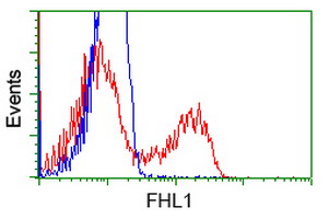 SLIM / FHL1 Antibody - HEK293T cells transfected with either overexpress plasmid (Red) or empty vector control plasmid (Blue) were immunostained by anti-FHL1 antibody, and then analyzed by flow cytometry.