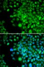 SLIM / FHL1 Antibody - Immunofluorescence analysis of HeLa cell using FHL1 antibody. Blue: DAPI for nuclear staining.