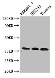 SLIM / FHL1 Antibody - Positive WB detected in:RAW264.7 whole cell lysate,HEK293 whole cell lysate,Mouse thymus tissue;All lanes:FHL1 antibody at 3?g/ml;Secondary;Goat polyclonal to rabbit IgG at 1/50000 dilution;Predicted band size: 37,32,23,35,34 KDa;Observed band size: 37 KDa;