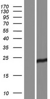 SLIM / FHL1 Protein - Western validation with an anti-DDK antibody * L: Control HEK293 lysate R: Over-expression lysate