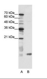 SLIRP / C14orf156 Antibody - A: Marker, B: HepG2 Cell Lysate.  This image was taken for the unconjugated form of this product. Other forms have not been tested.