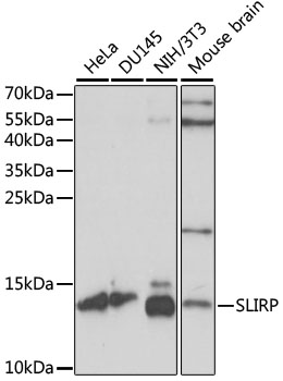 SLIRP / C14orf156 Antibody - Western blot analysis of extracts of various cell lines, using SLIRP antibody at 1:1000 dilution. The secondary antibody used was an HRP Goat Anti-Rabbit IgG (H+L) at 1:10000 dilution. Lysates were loaded 25ug per lane and 3% nonfat dry milk in TBST was used for blocking. An ECL Kit was used for detection and the exposure time was 90s.
