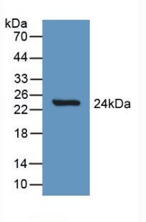 SLIT1 Antibody - Western Blot; Sample: Recombinant Slit1, Rat.