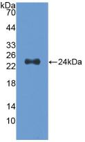 SLIT2 Antibody - Western Blot; Sample: Recombinant Slit2, Human.