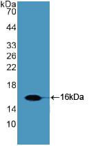 SLIT2 Antibody - Western Blot; Sample: Recombinant Slit2, Human.