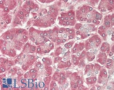 SLIT2 Antibody - Human Pancreas: Formalin-Fixed, Paraffin-Embedded (FFPE).  This image was taken for the unconjugated form of this product. Other forms have not been tested.