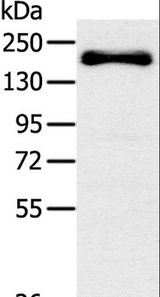 SLIT2 Antibody - Western blot analysis of Mouse bladder tissue, using SLIT2 Polyclonal Antibody at dilution of 1:200.