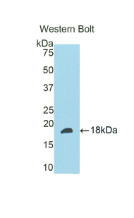 SLIT3 Antibody - Western blot of recombinant SLIT3.  This image was taken for the unconjugated form of this product. Other forms have not been tested.