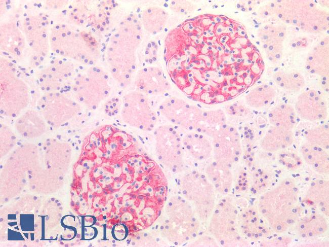 SLIT3 Antibody - Human Kidney: Formalin-Fixed, Paraffin-Embedded (FFPE)