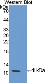 SLIT3 Antibody