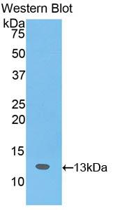 SLIT3 Antibody - Western Blot; Sample: Recombinant protein.