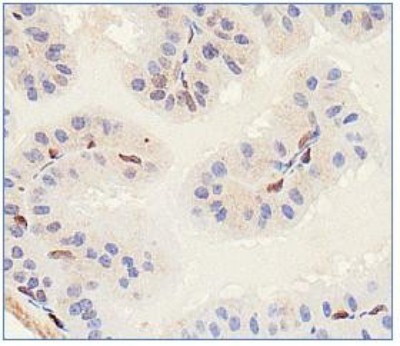 SLITRK1 Antibody - Immunohistochemistry: Slitrk1 Antibody - Analysis of Slitrk1 in mouse prostate.  This image was taken for the unconjugated form of this product. Other forms have not been tested.