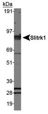 SLITRK1 Antibody - Western Blot: Slitrk1 Antibody - Analysis of Slitrk1 in mouse brain lysate.  This image was taken for the unconjugated form of this product. Other forms have not been tested.