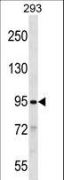 SLITRK2 Antibody - SLITRK2 Antibody western blot of 293 cell line lysates (35 ug/lane). The SLITRK2 antibody detected the SLITRK2 protein (arrow).