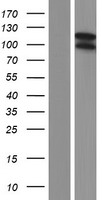 SLITRK5 Protein - Western validation with an anti-DDK antibody * L: Control HEK293 lysate R: Over-expression lysate