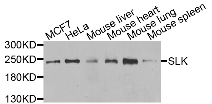 SLK Antibody - Western blot analysis of extracts of various cells.