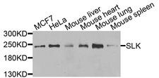 SLK Antibody - Western blot analysis of extracts of various cells.