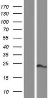 SLMO2 Protein - Western validation with an anti-DDK antibody * L: Control HEK293 lysate R: Over-expression lysate