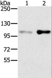 SLTM Antibody - Western blot analysis of HT-29 and 293T cell, using SLTM Polyclonal Antibody at dilution of 1:400.