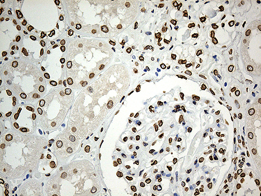 SLU7 / 9G8 Antibody - Immunohistochemical staining of paraffin-embedded Human Kidney tissue within the normal limits using anti-SLU7 mouse monoclonal antibody. (Heat-induced epitope retrieval by 1mM EDTA in 10mM Tris buffer. (pH8.5) at 120°C for 3 min. (1:1000)