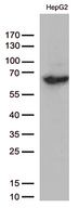 SLU7 / 9G8 Antibody - Western blot analysis of extracts. (35ug) from HepG2 cell lysates by using anti-SLU7 monoclonal antibody. (1:500)