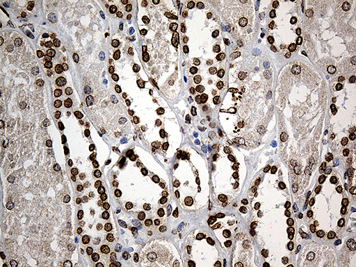 SLU7 / 9G8 Antibody - Immunohistochemical staining of paraffin-embedded Human Kidney tissue within the normal limits using anti-SLU7 mouse monoclonal antibody. (Heat-induced epitope retrieval by 1mM EDTA in 10mM Tris buffer. (pH8.5) at 120°C for 3 min. (1:500)
