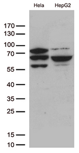 SLU7 / 9G8 Antibody - Western blot analysis of extracts(35ug) from 2 different cell lines by using anti-SLU7 monoclonal antibody. (1:500)