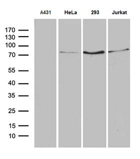 SLU7 / 9G8 Antibody - Western blot analysis of extracts. (35ug) from 4 different cell lines by using anti-SLU7 monoclonal antibody. (1:500)