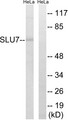 SLU7 / 9G8 Antibody - Western blot analysis of lysates from HeLa cells, using SLU7 Antibody. The lane on the right is blocked with the synthesized peptide.