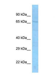 SLU7 / 9G8 Antibody - SLU7 antibody Western blot of Mouse Kidney lysate. Antibody concentration 1 ug/ml.  This image was taken for the unconjugated form of this product. Other forms have not been tested.