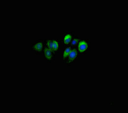 SLURP1 / ARS / MDM Antibody - Immunofluorescent analysis of HepG2 cells using SLURP1 Antibody at dilution of 1:100 and Alexa Fluor 488-congugated AffiniPure Goat Anti-Rabbit IgG(H+L)