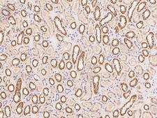 SLX1A / GIYD1 Antibody - Immunochemical staining of human SLX1A in human kidney with rabbit polyclonal antibody at 1:500 dilution, formalin-fixed paraffin embedded sections.
