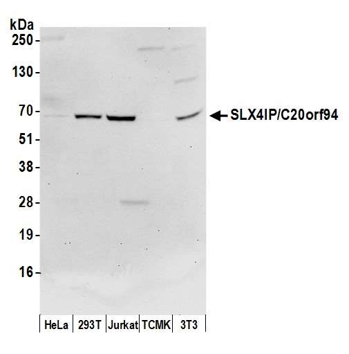 SLX4IP / C20orf94 Antibody - Detection of human and mouse SLX4IP/C20orf94 by western blot. Samples: Whole cell lysate (50 µg) from HeLa, HEK293T, Jurkat, mouse TCMK-1, and mouse NIH 3T3 cells prepared using NETN lysis buffer. Antibody: Affinity purified rabbit anti-SLX4IP/C20orf94 antibody used for WB at 0.1 µg/ml. Detection: Chemiluminescence with an exposure time of 30 seconds.