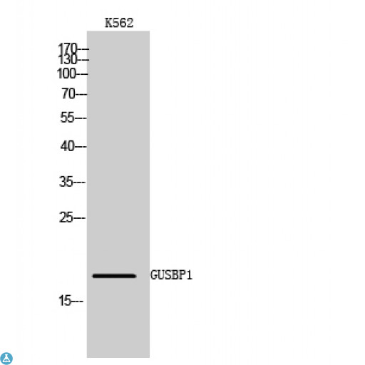 Sma3 Antibody - Western Blot (WB) analysis of K562 cells using GUSBP1 polyclonal antibody.