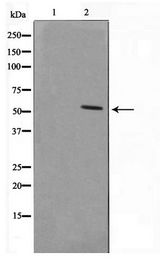 SMAD1+5+9 Antibody - Western blot of HeLa cell lysate using Smad1/5/9 Antibody