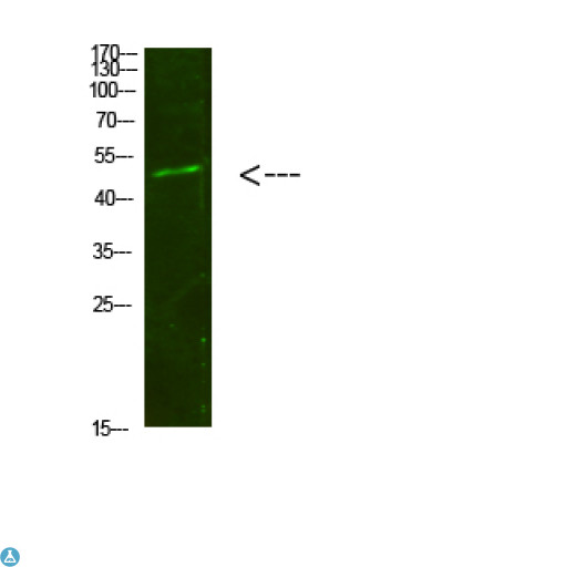 SMAD1+5+9 Antibody - Western Blot analysis of 293T cells using primary antibody diluted at 1:500 (4°C overnight). Secondary antibody:Goat Anti-rabbit IgG IRDye 800 (diluted at 1:5000, 25°C, 1 hour).