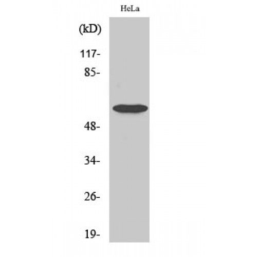 SMAD1 Antibody - Western blot of Phospho-Smad1 (S465) antibody