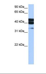 SMAD1 Antibody - MCF7 cell lysate. Antibody concentration: 0.5 ug/ml. Gel concentration: 12%.  This image was taken for the unconjugated form of this product. Other forms have not been tested.