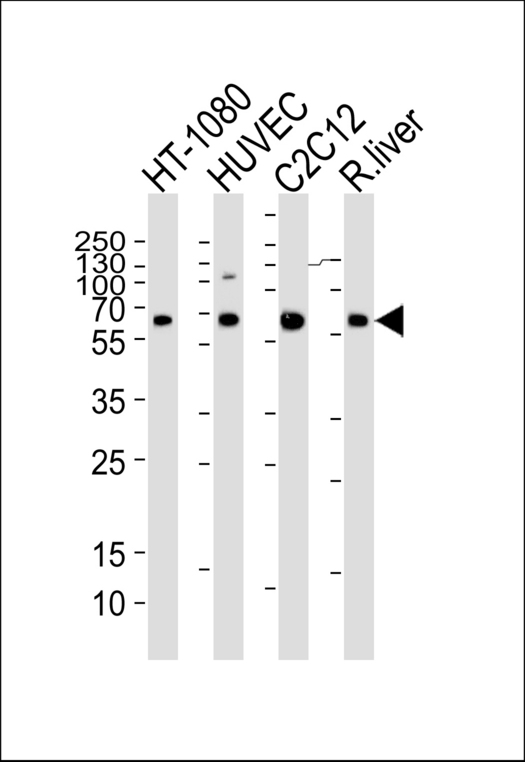 SMAD1 Antibody - Western blot of lysates from HT-1080, HUVEC, mouse C2C12 cell line and rat liver tissue lysate (from left to right) with SMAD1 Antibody. Antibody was diluted at 1:1000 at each lane. A goat anti-rabbit IgG H&L (HRP) at 1:5000 dilution was used as the secondary antibody. Lysates at 35 ug per lane.