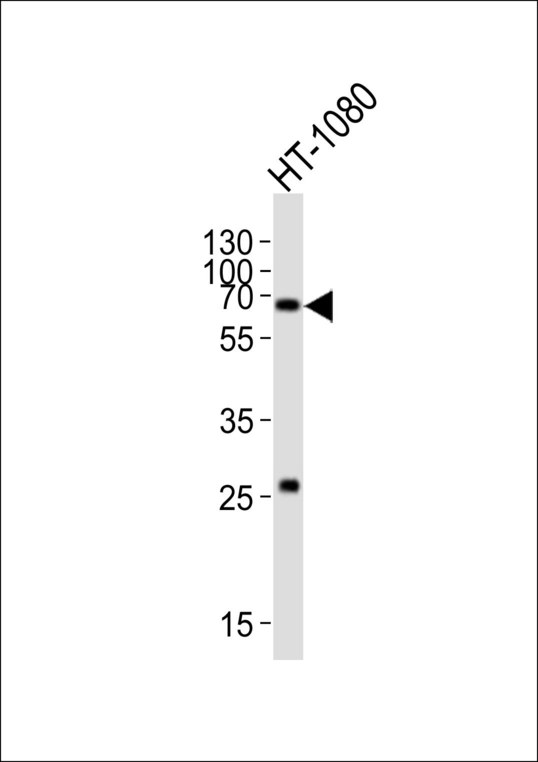 SMAD1 Antibody - Western blot of lysate from HT-1080 cell line with SMAD1 Antibody. Antibody was diluted at 1:1000. A goat anti-rabbit IgG H&L (HRP) at 1:10000 dilution was used as the secondary antibody. Lysate at 20 ug.