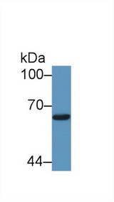 SMAD1 Antibody - Western Blot; Sample: Human 293T cell lysate; Primary Ab: 1µg/ml Rabbit Anti-Bovine Smad1 Antibody Second Ab: 0.2µg/mL HRP-Linked Caprine Anti-Rabbit IgG Polyclonal Antibody
