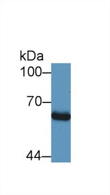 SMAD1 Antibody - Western Blot; Sample: Human HepG2 cell lysate; Primary Ab: 1µg/ml Rabbit Anti-Bovine Smad1 Antibody Second Ab: 0.2µg/mL HRP-Linked Caprine Anti-Rabbit IgG Polyclonal Antibody (Catalog: SAA544Rb19