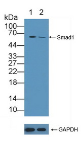SMAD1 Antibody - Knockout Varification: Lane 1: Wild-type 293T cell lysate; Lane 2: Smad1 knockout 293T cell lysate; Predicted MW: 52kd Observed MW: 60kd Primary Ab: 1µg/ml Rabbit Anti-Bovine Smad1 Antibody Second Ab: 0.2µg/mL HRP-Linked Caprine Anti-Rabbit IgG Polyclonal Antibody