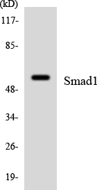 SMAD1 Antibody - Western blot analysis of the lysates from K562 cells using Smad1 antibody.