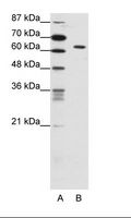 SMAD1 Antibody - A: Marker, B: Jurkat Cell Lysate.  This image was taken for the unconjugated form of this product. Other forms have not been tested.